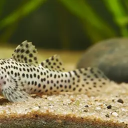 Spotted Goby, photo 1