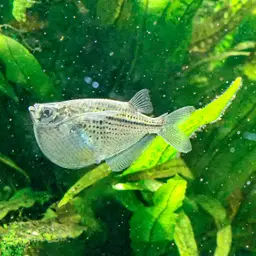 Spotted Hatchetfish, photo 1