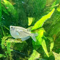 Spotted Hatchetfish, photo 2