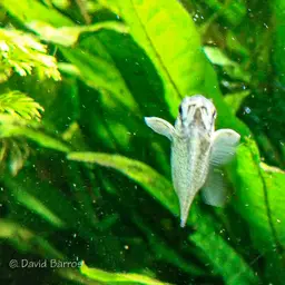 Spotted Hatchetfish, photo 3