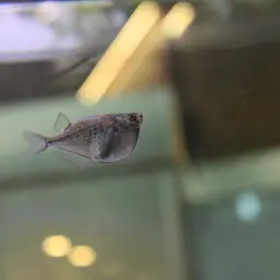 Spotted Hatchetfish, photo 4