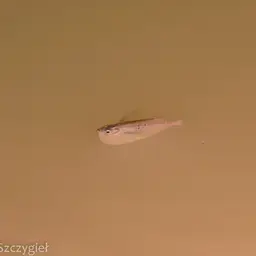 Spotted Hatchetfish, photo 5