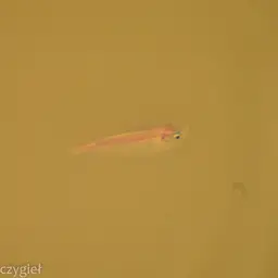 Spotted Hatchetfish, photo 6