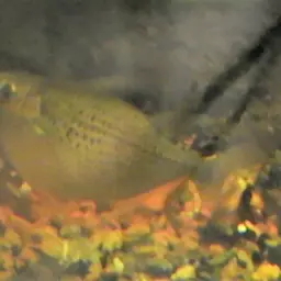 Spotted Hatchetfish, photo 7