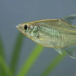 Spotted Hatchetfish, photo 1