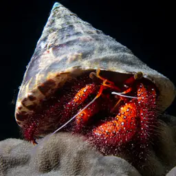 White-Spotted Hermit Crab, photo 1