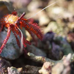 White-Spotted Hermit Crab, photo 2