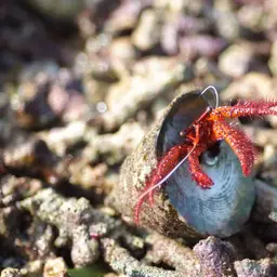 White-Spotted Hermit Crab, photo 3