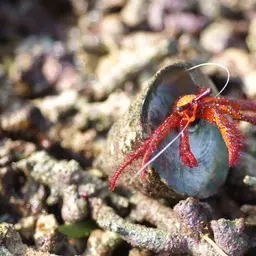 White-Spotted Hermit Crab, photo 4