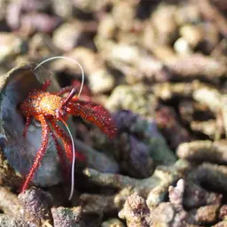 White-Spotted Hermit Crab, photo 5