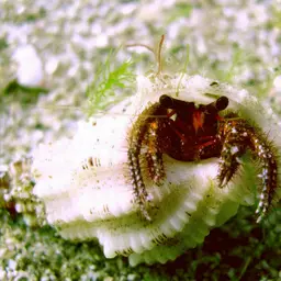 White-Spotted Hermit Crab, photo 6