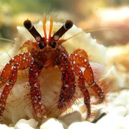 White-Spotted Hermit Crab, photo 7
