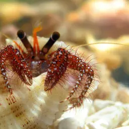 White-Spotted Hermit Crab, photo 8