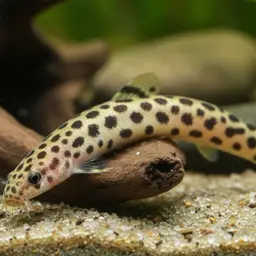 Spotted Kuhli Loach, photo 4