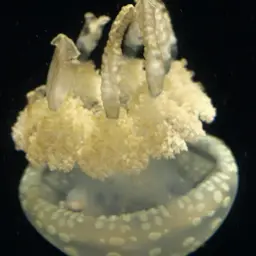 Spotted Lagoon Jelly, photo 1