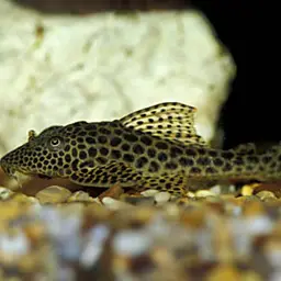 Isorineloricaria villarsi, photo 1