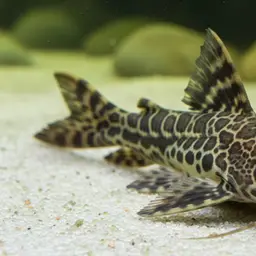 Squeaker Catfish, photo 3