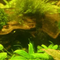 Staurogyne Repens, photo 2