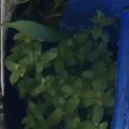 Staurogyne Repens, photo 3