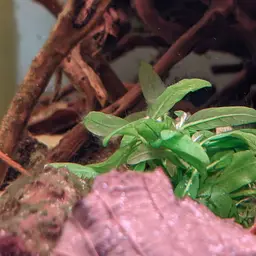 Staurogyne Repens