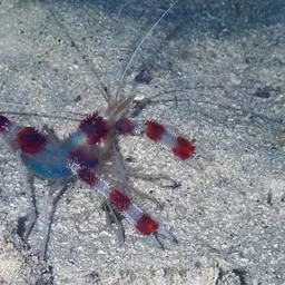 Coral Banded Shrimp