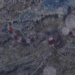 Coral Banded Shrimp, photo 2