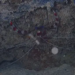 Coral Banded Shrimp, photo 3