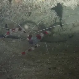 Coral Banded Shrimp, photo 4
