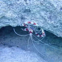 Coral Banded Shrimp, photo 5
