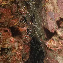 Coral Banded Shrimp, photo 6