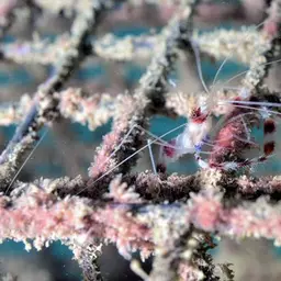 Coral Banded Shrimp, photo 7