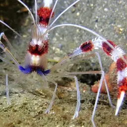 Coral Banded Shrimp, photo 8