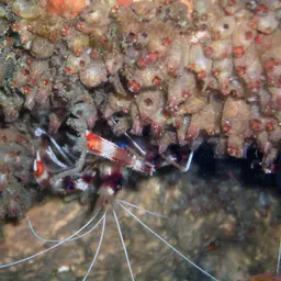 Coral Banded Shrimp, photo 9