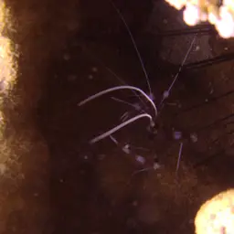 Coral Banded Shrimp, photo 10