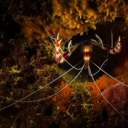 Coral Banded Shrimp, photo 11