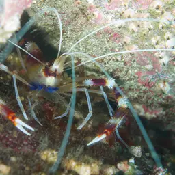 Coral Banded Shrimp, photo 12