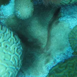 Blushing Star Coral, photo 2
