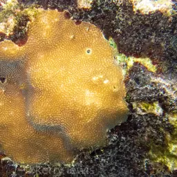 Blushing Star Coral, photo 3