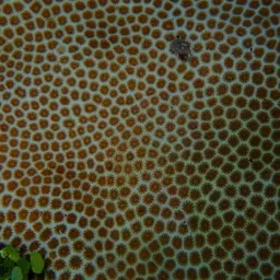 Blushing Star Coral, photo 4