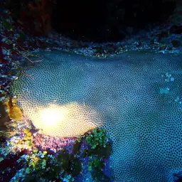 Blushing Star Coral, photo 5