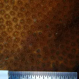 Blushing Star Coral, photo 7