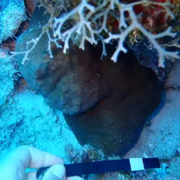Blushing Star Coral, photo 8