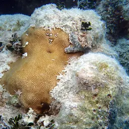 Blushing Star Coral, photo 9