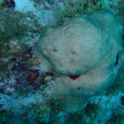 Blushing Star Coral, photo 10