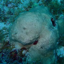 Blushing Star Coral, photo 11