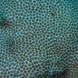Blushing Star Coral, photo 12