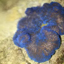 Giant Carpet Anemone, photo 1