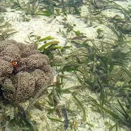 Giant Carpet Anemone, photo 2