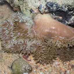 Giant Carpet Anemone, photo 3