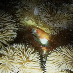 Giant Carpet Anemone, photo 4
